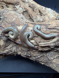 Adult Ivory Millipedes (Chicobolus spinigerus) coiled together on cork bark