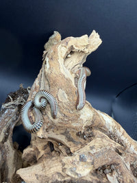 Ivory Millipedes (Chicobolus spinigerus) climbing a piece of driftwood