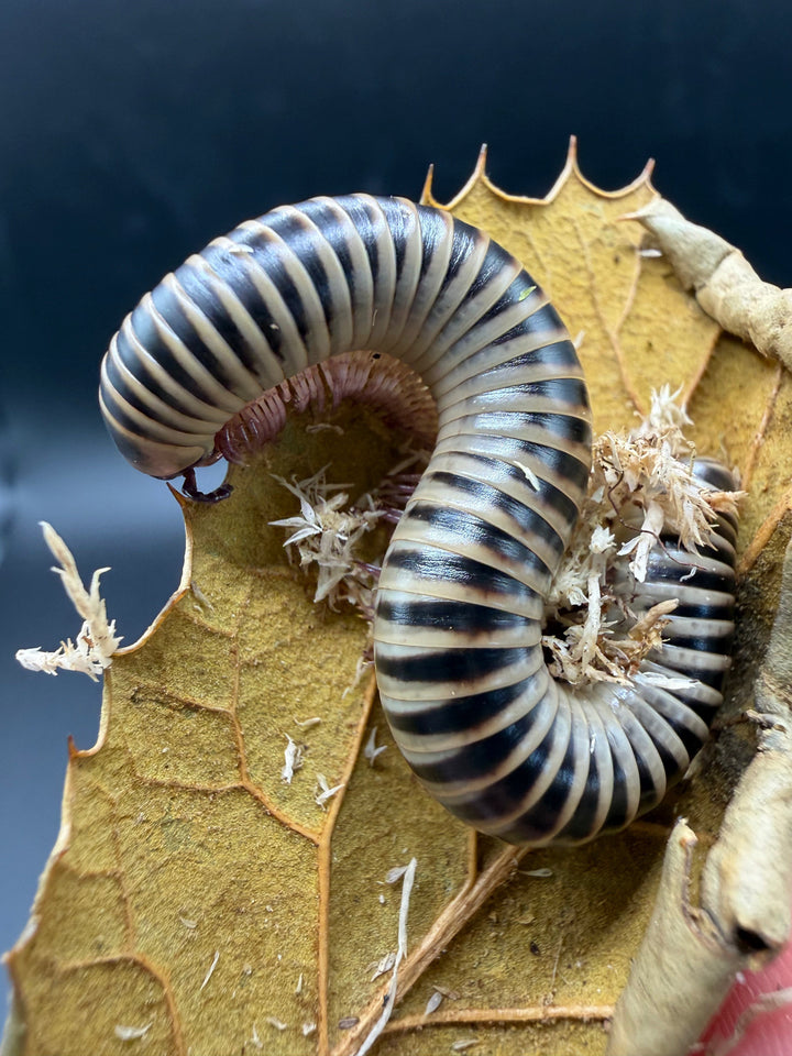 Ivory Millipede, Chicobolus spinigerus