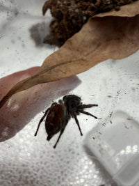 Jumper 001, California Red Jumping Spider (Phidippus adumbratus), angled overhead view of its coloring and markings