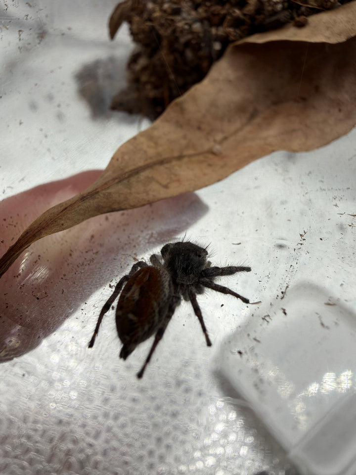 Jumper 001, California Red Jumping Spider (Phidippus adumbratus), angled overhead view of its coloring and markings