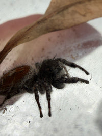 Jumper 001, California Red Jumping Spider (Phidippus adumbratus), close side view of its face and front legs