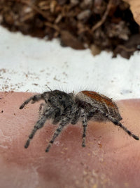 Jumper 001, California Red Jumping Spider (Phidippus adumbratus), side view showing orange-brown abdominal markings