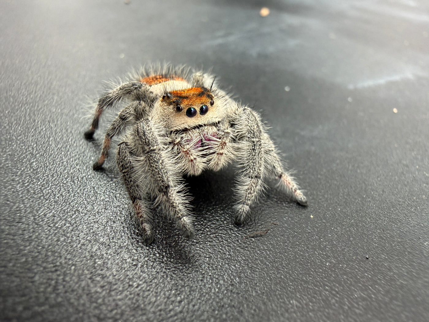 Jumper 002, Regal Jumping Spider (Phidippus regius), front view showing pale hairs and orange facial markings