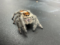 Jumper 002, Regal Jumping Spider (Phidippus regius), front view showing pale hairs and orange facial markings