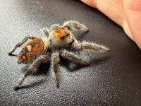 Jumper 002, Regal Jumping Spider (Phidippus regius), side view showing body coloring and pale leg hairs