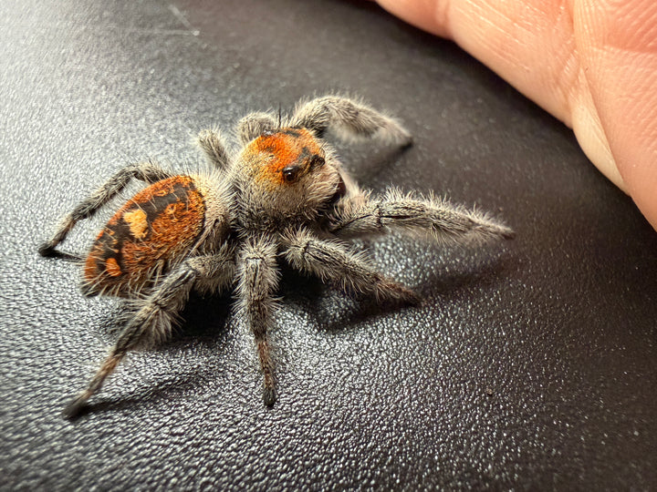Jumper 002, Regal Jumping Spider (Phidippus regius), side view showing body coloring and pale leg hairs