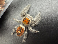 Jumper 002, Regal Jumping Spider (Phidippus regius), overhead view showing orange-brown coloring and abdominal markings