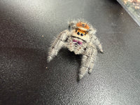 Jumper 002, Regal Jumping Spider (Phidippus regius), front view showing purple chelicerae