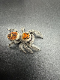 Jumper 002, Regal Jumping Spider (Phidippus regius), overhead view of orange head and abdominal markings