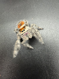 Jumper 002, Regal Jumping Spider (Phidippus regius), angled front view of its face and front legs