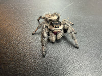 Jumper 003, Regal Jumping Spider (Phidippus regius), front view from above showing cream and dark body markings