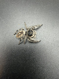 Jumper 003, Regal Jumping Spider (Phidippus regius), view from above showing cream markings on the brown abdomen