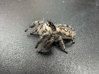 Jumper 003, Regal Jumping Spider (Phidippus regius), side view showing cream markings and raised front legs