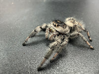 Jumper 003, Regal Jumping Spider (Phidippus regius), angled front view showing a cream face and gray-brown legs