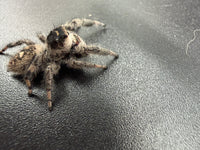 Jumper 003, Regal Jumping Spider (Phidippus regius), side-rear view showing cream and brown abdominal markings