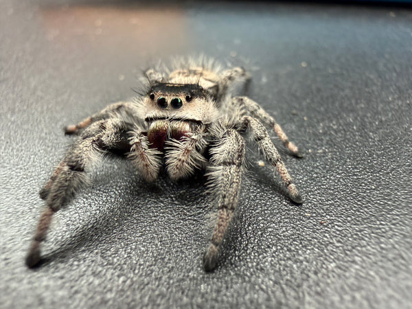 Jumper 003, Regal Jumping Spider (Phidippus regius), front view showing a cream face and burgundy chelicerae