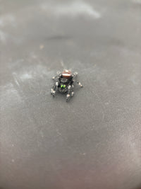 Jumper 004, Regal Jumping Spider (Phidippus regius), front view on a dark surface