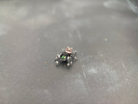 Jumper 004, Regal Jumping Spider (Phidippus regius), front three-quarter view on a dark surface