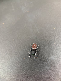 Jumper 004, Regal Jumping Spider (Phidippus regius), overhead view showing reddish-brown abdomen and white markings