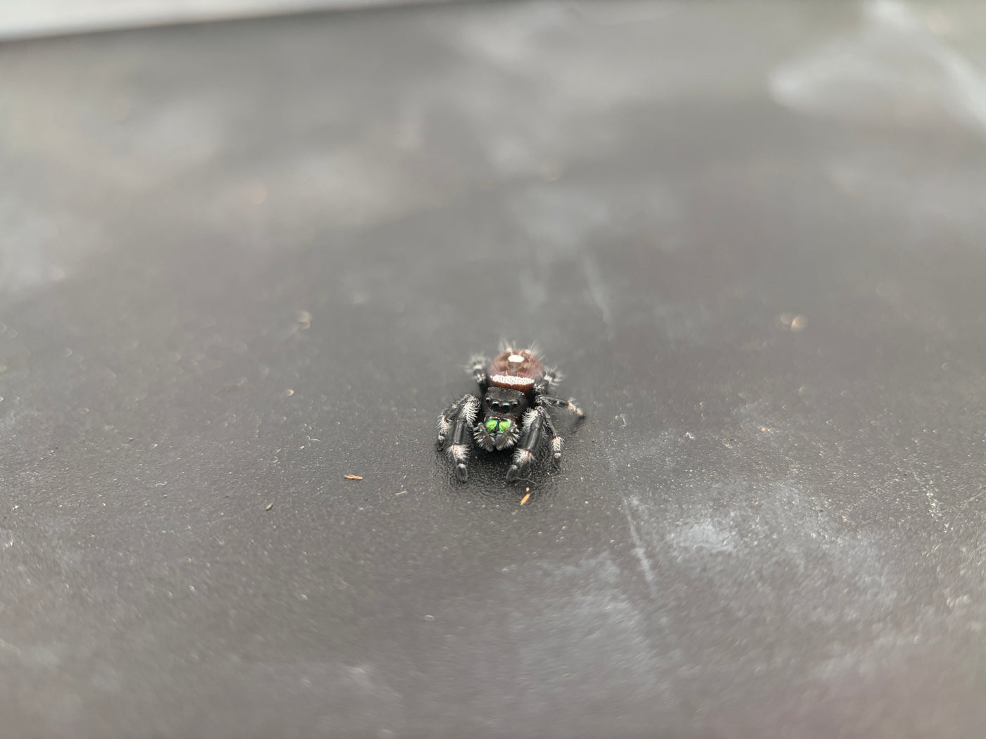Jumper 004, Regal Jumping Spider (Phidippus regius), front view showing green chelicerae and pale leg markings