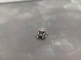 Regal Jumping Spider (Phidippus regius) 004