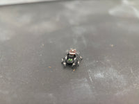 Jumper 004, Regal Jumping Spider (Phidippus regius), front view showing green chelicerae and pale leg markings