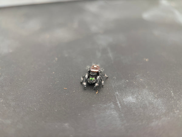Jumper 004, Regal Jumping Spider (Phidippus regius), front view showing green chelicerae and pale leg markings