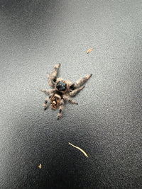 Jumper 005, Regal Jumping Spider (Phidippus regius), overhead view showing mottled abdominal markings
