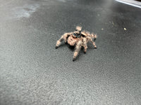 Jumper 005, Regal Jumping Spider (Phidippus regius), front view showing tan and brown coloration