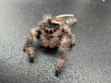Regal Jumping Spider (Phidippus regius) 005