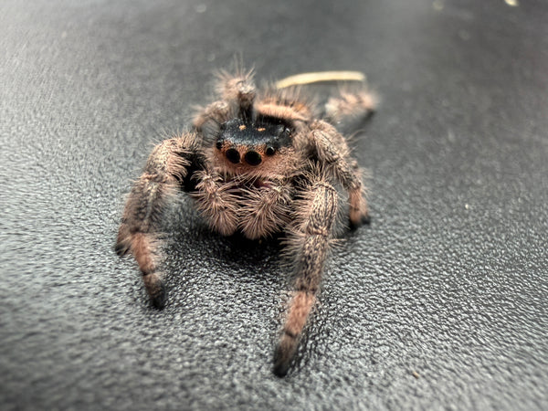 Jumper 005, Regal Jumping Spider (Phidippus regius), close front view showing tan hairs and dark eyes