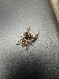 Jumper 005, Regal Jumping Spider (Phidippus regius), overhead view of body and leg markings