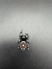 Jumper 006, Regal Jumping Spider (Phidippus regius), overhead view showing reddish-brown abdomen and white spots