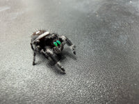 Jumper 006, Regal Jumping Spider (Phidippus regius), front three-quarter view showing green chelicerae