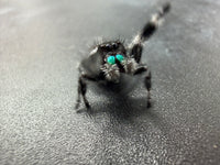 Jumper 006, Regal Jumping Spider (Phidippus regius), close front view with one leg raised