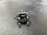 Regal Jumping Spider (Phidippus regius) 006