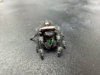 Jumper 006, Regal Jumping Spider (Phidippus regius), front view showing green chelicerae and pale markings