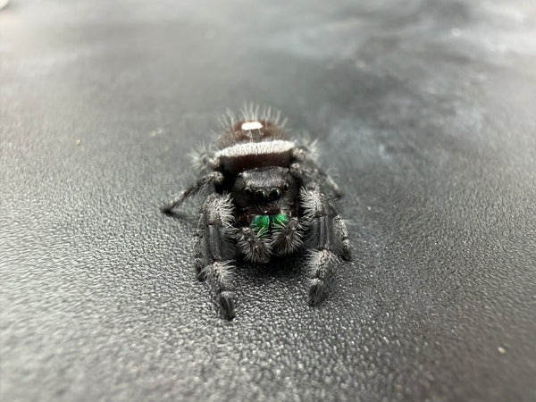 Jumper 006, Regal Jumping Spider (Phidippus regius), front view showing green chelicerae and pale markings