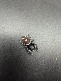 Jumper 006, Regal Jumping Spider (Phidippus regius), overhead view of abdominal markings