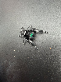 Jumper 007, Regal Jumping Spider (Phidippus regius), angled view showing black-and-white body markings and green chelicerae