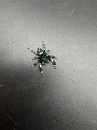 Jumper 007, Regal Jumping Spider (Phidippus regius), full-body view showing black-and-white markings on a dark surface