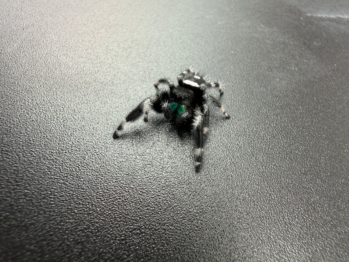 Jumper 007, Regal Jumping Spider (Phidippus regius), front view showing black-and-white markings and green chelicerae