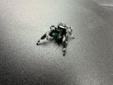 Regal Jumping Spider (Phidippus regius) 007