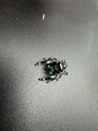 Jumper 007, Regal Jumping Spider (Phidippus regius), angled view from above showing white leg bands and green chelicerae