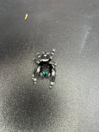 Jumper 007, Regal Jumping Spider (Phidippus regius), view from above showing white abdominal markings and green chelicerae