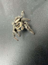 Jumper 008, Regal Jumping Spider (Phidippus regius), angled view from above showing cream and brown body markings