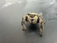 Jumper 008, Regal Jumping Spider (Phidippus regius), front view showing cream facial markings and pale leg hairs