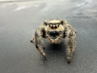 Jumper 008, Regal Jumping Spider (Phidippus regius), front view showing a cream face and gray-brown legs