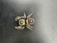 Jumper 008, Regal Jumping Spider (Phidippus regius), view from above showing cream markings on the brown abdomen